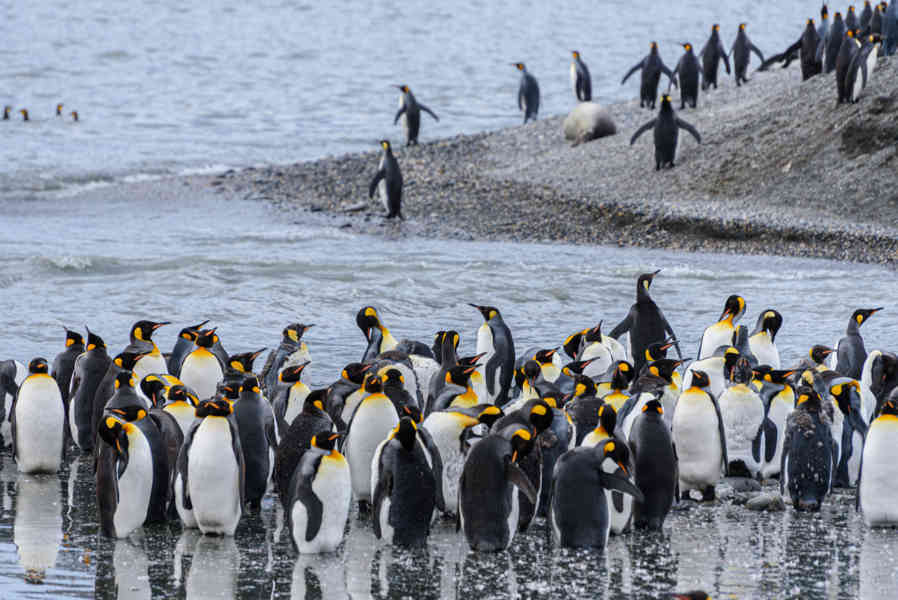 Pingüino Rey - islas Georgias del Sur 081.jpg